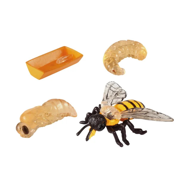 Bee Life Cycles — Eduplay educational nursery toy