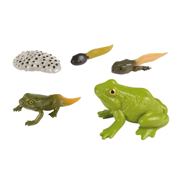 Life Cycle Frog — Eduplay Educational Toy Nursery