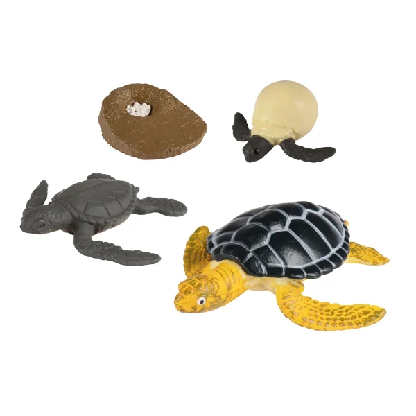 Life Cycle Sea Turtle — Eduplay Educational Toy Nursery