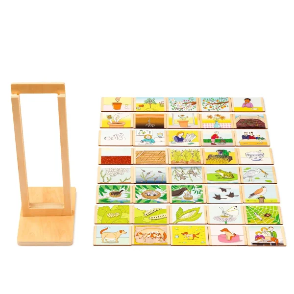 Life cycle — Eduplay educational toy for nursery