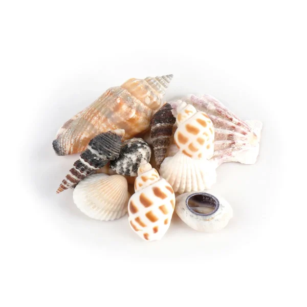 Shells in Organza Pouch — Eduplay Educational Toy Nursery