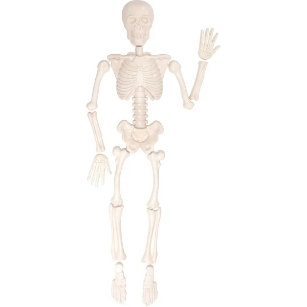 Human Skeleton Sand Mould — Eduplay Educational Nursery Toys
