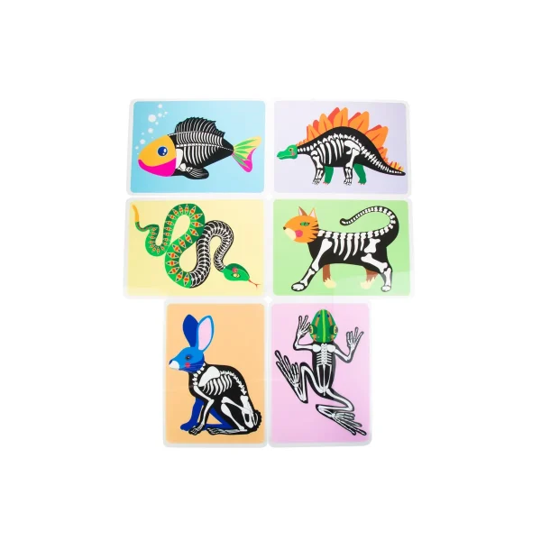 Animal Skeleton Pictures Set of 6 — Eduplay Educational Toy