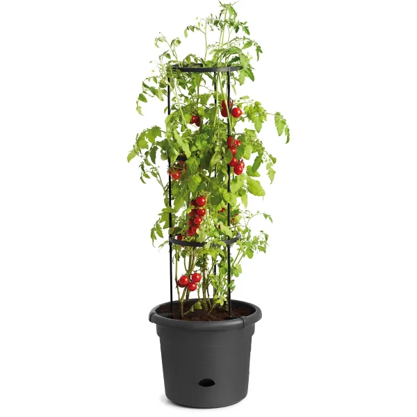 Tomato Planter — Eduplay Learning Toy Nursery