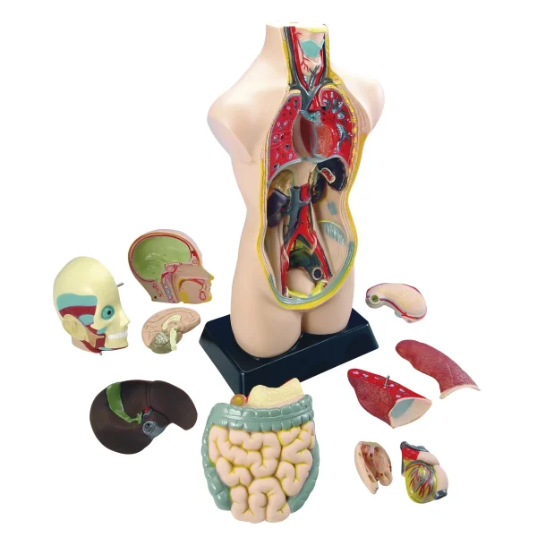 Large Torso — Eduplay Educational Toy Kindergarten