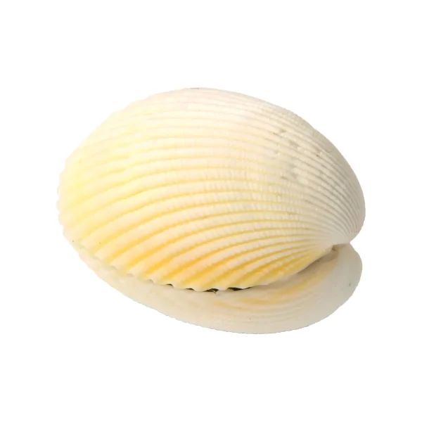 Wonder Shell — Eduplay Educational Toy Nursery